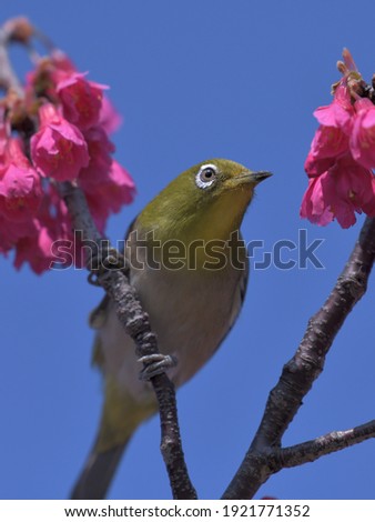 blue sky and pink flowers and a green bird