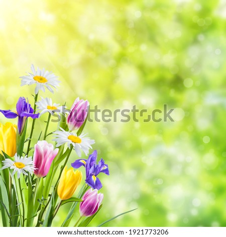 Spring meadow with tulip and chamomile flowers on beautiful background for your design