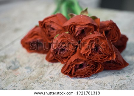 Red ranunculus flower on a vintage wooden background.