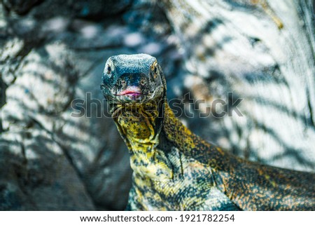 Vibrant Komodo Dragon Lizard in the Shadows