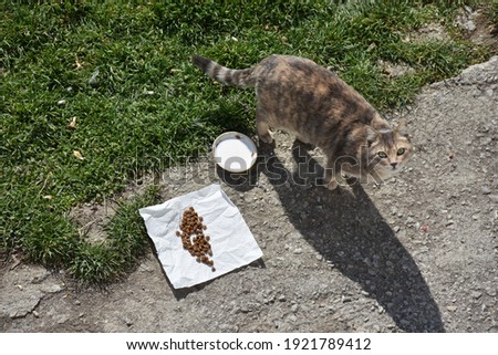 cat eating milk and food in a bowl
