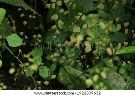 dramatic green leaves in the darkness of the forest