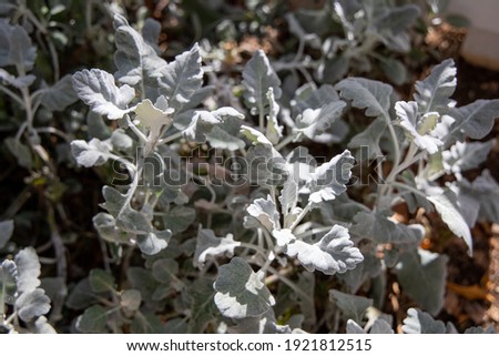 Dusty Miller plant and leaves background with depth of field.
