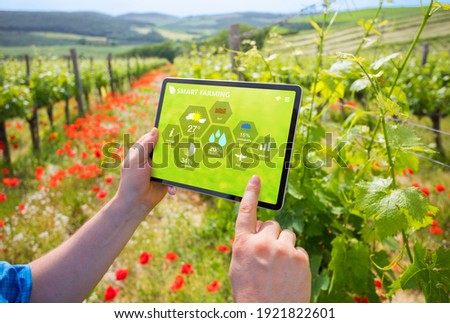 Farmer using smart farming technologies in a vineyard.