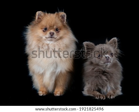 little chihuahua and spitz in front of white background