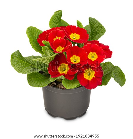 Primula Crescendo bright red, red primrose adorned with a bright yellow heart on white background Royalty-Free Stock Photo #1921834955