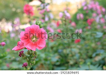 Hollyhock flower in a garden. Red pink Flower of hollyhock closeup on green blur background