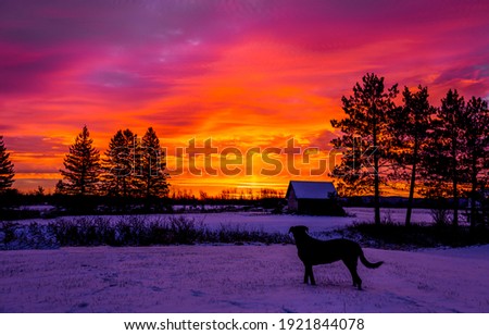 Family dog silhouette on ranch at sunset