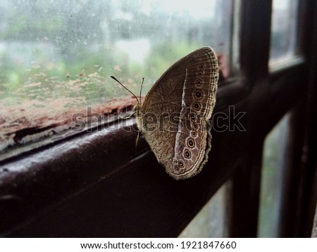Long branded bushbrown or mycalesis visala, brown butterfly on window, close up picture.