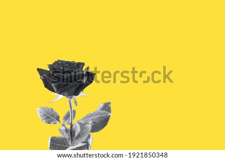 Grey rose on yellow background. Trend colours 2021. Mock up, copy space.