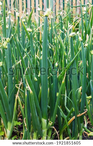 Green onions in the garden on the bed. Natural green background. Vertical photo