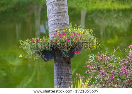 Flowerpots with yellow and pink flowers on the trunk of a palm tree in tropical garden near pond, Thailand. Close up