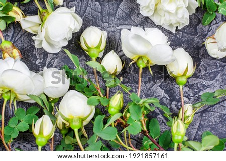 White bush roses (rosehip) with green leaves close-up on a black textured background. Floral background. The concept of the holiday. Template for the designer.