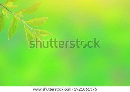 Green leaf isolated on blurred greenery background. Close Up fresh nature wallpaper in the garden