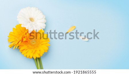 Colorful gerbera flowers and petals over blue background. Top view flat lay with copy space