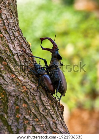 Giant European stag beetle (Lucanus cervus) on a tree, male and female. Mating.