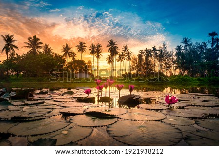 Red Lotus flower and silhouette coconut palm trees at sunrise in Nakorn si thammarat, Thailand.