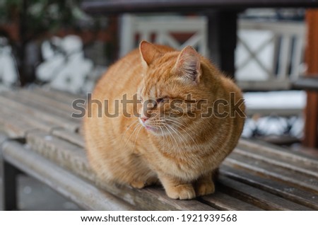 A ginger street cat sits on a bench. Yard, abandoned cat. Thoroughbred pet.