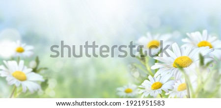 Green grass and chamomile in the meadow. Spring or summer nature scene with blooming white daisies in sun glare. Soft focus. Royalty-Free Stock Photo #1921951583