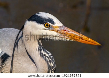 gray heron in fishing ponds and marshes europe italy