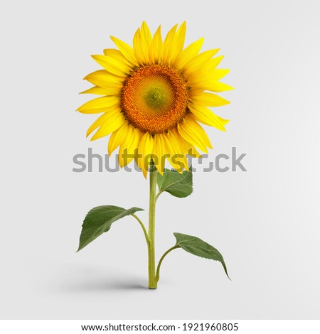 Blooming sunflower with yellow petals, standing on a green stem with leaves, isolated on a white background. The concept of agricultural activities, organic products. Blooming flower, single crop