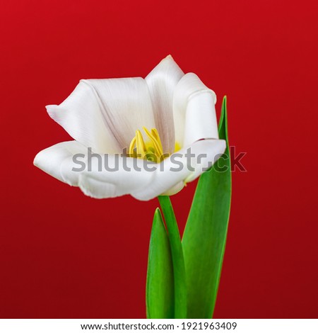 White tulip open flower, detailed macro photo on a red background, square size photo