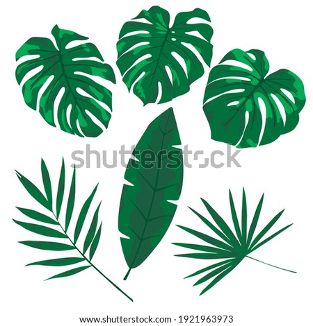 Tropical leaves of various shapes on a white background.Tropical leaf set.