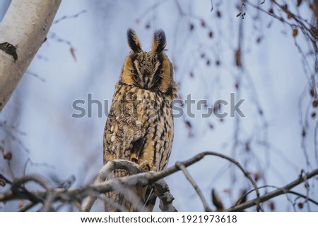 Asio otus owl in wild nature