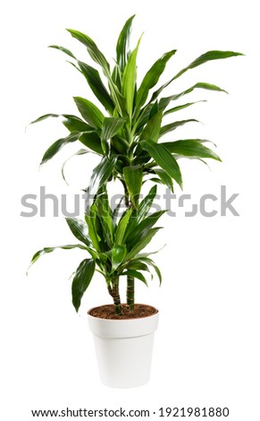Ornamental potted Dracaena janet craig, Dragon plant or Water Stick Plant with striped green sword-shaped glossy leaves in a side view isolated on white Royalty-Free Stock Photo #1921981880