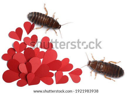 Valentine's Day Promotion Name Roach - QUIT BUGGING ME. Cockroaches and small paper hearts on white background, flat lay 