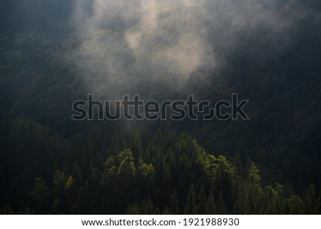 Cold morning in the mountains forest