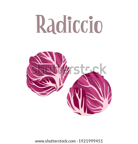 Healthy nutrition product. Fresh radicchio salad. Vector hand drawn flat isolated illustration with lettering for your design on white background.