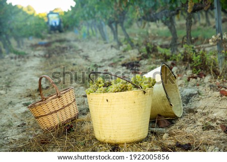 Bucket of freshly picked ripe white grapes in autumn vineyard. Harvest time.. Royalty-Free Stock Photo #1922005856