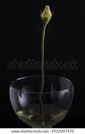 Isolated rose blossom closeup standing in a transparent glass vase, black backrounf