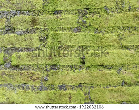 Mossy brick wall. Green mossy. Dirty brick wall. Natural mossy for background.