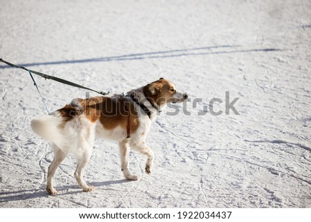 A spotted dog standing in a cold day in sun light. An isolated dog portrait on snow background. Outdoor dog training. Stock photography.