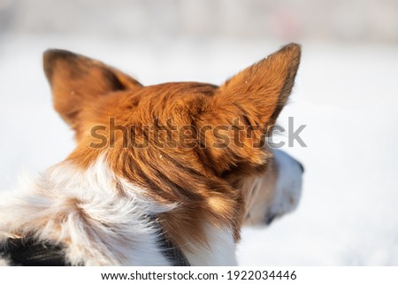 A closeup view on a well groomed dog looking backwards. A dog portrait on snow background. Outdoor dog training. Stock photography.