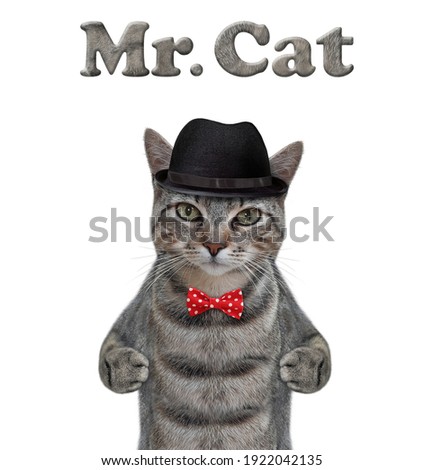 A gray cat wears a black hat and a red bow. White background. Isolated.