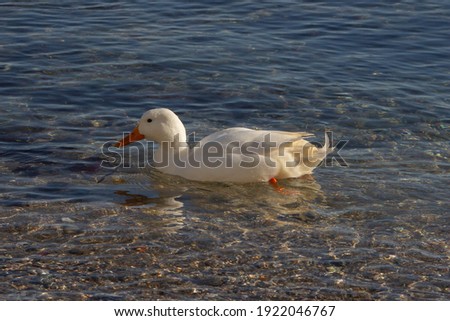 White duck with orange beak(American Pekin duck )Floating on the sea , wildlife in Nature ,free animals.zoology