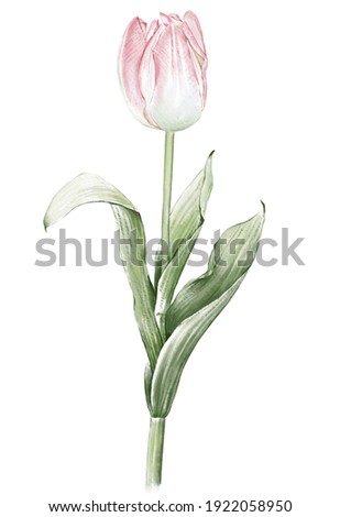 The elements Tulips flower Hand drawing watercolor, botanical.Tulips flower with clipping path for background mothers day,texture, wrapper pattern. Royalty-Free Stock Photo #1922058950