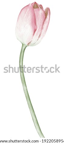 The elements Tulips flower Hand drawing watercolor with clipping path , botanical.Tulips flower  for background mothers day,texture, wrapper pattern. Royalty-Free Stock Photo #1922058956
