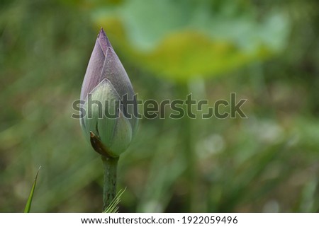 close up of blooming  lotus flower bud