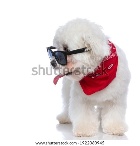 sweet bichon dog looking to his side, panting and wearing cool sunglasses with bandana