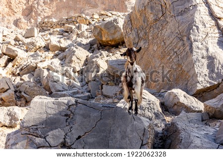 Black and white hairy female goat (doe, nanny) standing on the rocks in Jebel Jais mountain range, Hajar Mountains, United Arab Emirates