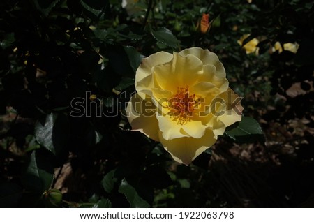 Light Yellow Flower of Rose 'Kinrenpo' in Full Bloom
