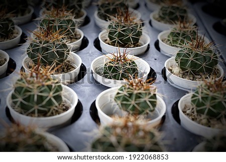 Many small cactus in different shapes and different colors growing in pots