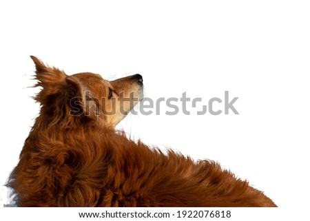 
Red-haired dog on a white background.