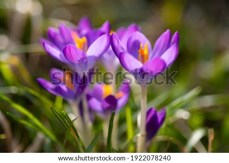 Crocus is a genus of flowering plants in the iris family growing from corms. Group of colorful early bloomer Flowers with orange stamens and violet petals on a bright spring day back lit by sun. 