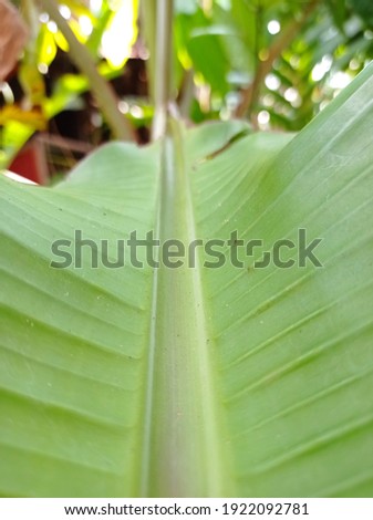 banana tree leaves growing in the forest