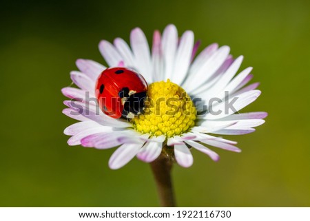 spring messenger, ladybug on flowering branch